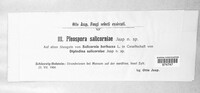 Pleospora salicorniae image